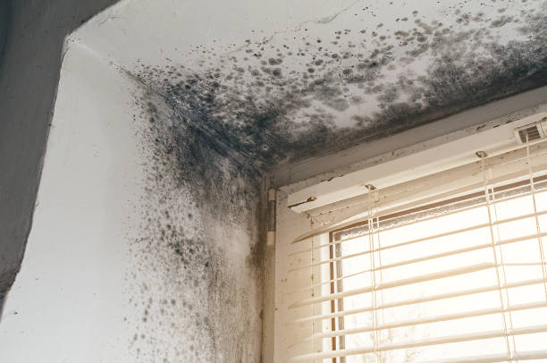 Trusted Bathroom Mold Removal service in Garrett, TX - Cheap Mold Removal